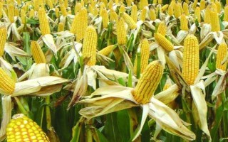 德單129玉米種子簡介，中抗大斑病