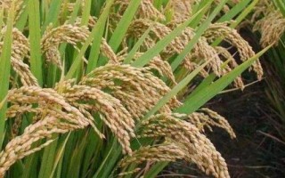 泰香玉晶水稻種子簡介，每畝有效穗18.3萬