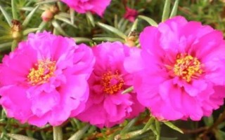 太陽花的花語，寓意向往光明、沉默的愛等