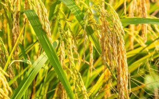 C兩優(yōu)755水稻品種簡介，湘北提早2～3天播種