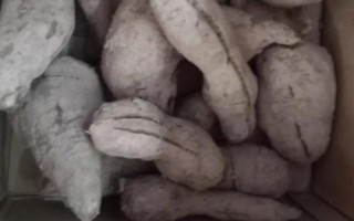 雪蓮果的產(chǎn)地，原產(chǎn)于南美洲