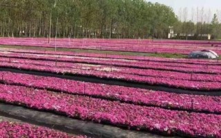 福祿考的繁殖方法，可采用分株、壓條、扦插等方式