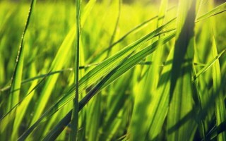 Y兩優(yōu)1098水稻種子介紹，插植密度20厘米×23厘米