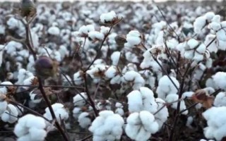 岡雜棉10號棉花品種簡介，二代棉鈴蟲一般不需防治