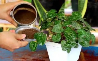 仙客來花落后如何處理，要對(duì)其進(jìn)行修剪
