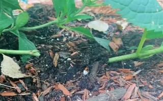 繡球花怎么繁殖，可分株也可壓條繁殖