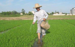 磷肥如何使用利用率高，根據(jù)土壤條件合理分配和施用