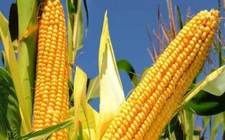 丹玉41號玉米種子特征特性