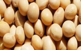 遠(yuǎn)育891大豆種子特征特性，全生育期105天左右
