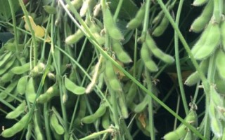 周豆28大豆種子簡(jiǎn)介，黃淮海夏大豆品種