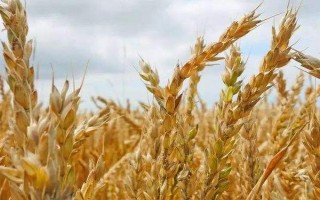 華齊麥5號小麥種子介紹，適播期畝基本苗15-20萬