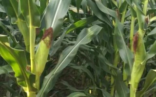 美豫811玉米品種的特性，4月下旬至5月上旬播種