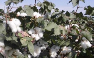 魯棉301棉花種子特征特性，屬轉(zhuǎn)基因中熟品種