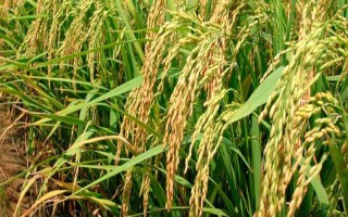 綠糯3號水稻種子特點，全生育期為148.6天