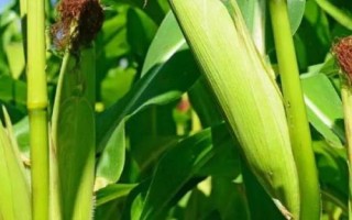 誠(chéng)玉519玉米種簡(jiǎn)介，中抗穗腐病
