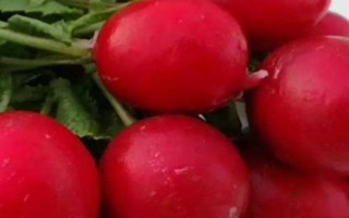 夏季哪些蔬菜可以露天種植，包括小白菜、空心菜、番茄、茄子等品種