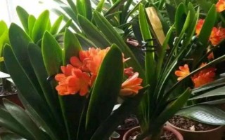 君子蘭的葉片能不能修剪，1年修剪1次即可