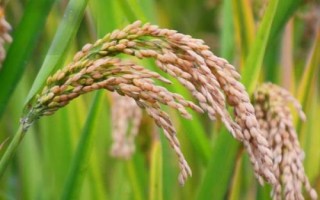 協(xié)禾優(yōu)1002水稻種子特征特性，全生育期115.9天