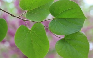 紫荊樹的簡介，是一種落葉喬木