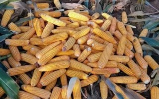 碩達765玉米品種簡介，密度4000株/畝左右