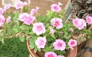 怎么養(yǎng)天天開(kāi)花，生長(zhǎng)期需要每10天左右施加一次肥料