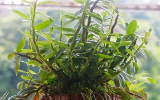 怎么養(yǎng)石斛，水分要一次性的給飽