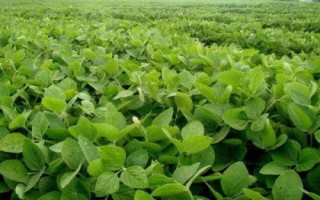 大地8號(hào)大豆種簡(jiǎn)介，生育期間及時(shí)中耕管理