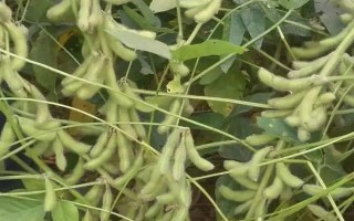 晉豆50號大豆種子簡介，8月上中旬注意防治大豆食心蟲