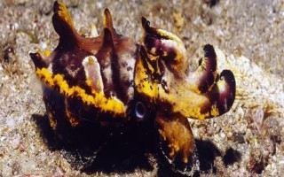 印尼墨魚(yú)的產(chǎn)地分布，產(chǎn)于印度尼西亞、馬來(lái)西亞等地區(qū)