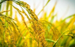 隆粳66水稻種子特征特性，注意防治病蟲草害