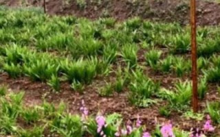 白芨一畝要多少種苗，一畝需8000-10000株種苗