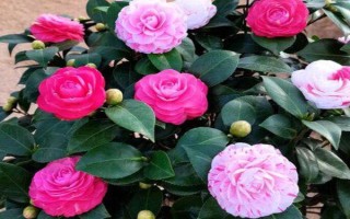 冬季怎么養(yǎng)茶花，應(yīng)放置在亮一些的位置來養(yǎng)