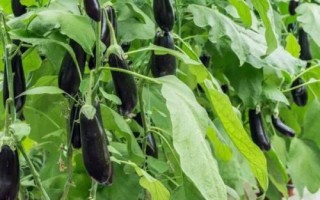 茄子的種植方法，選擇適應(yīng)當(dāng)?shù)胤N植的品種