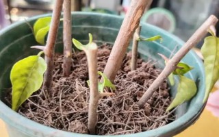 三角梅嫁接所用砧木，以長(zhǎng)勢(shì)強(qiáng)的紫花三角梅為宜