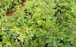 移栽玫瑰要緩苗嗎，移栽玫瑰后需要緩苗15-20天