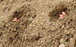 提高花生產(chǎn)量的方法，需輪作換茬、巧施肥料等