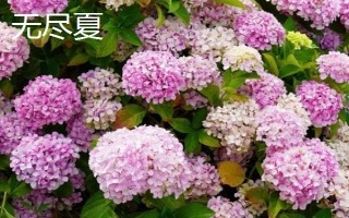 新老枝開(kāi)花的繡球種類(lèi)，常見(jiàn)的有無(wú)盡夏、佳澄等