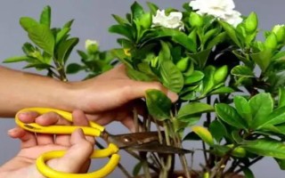 室內可以養(yǎng)梔子花嗎，室內是可以養(yǎng)梔子花的