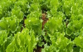 生菜生吃是甜的還是苦的，顏色越是淺綠的苦味越少