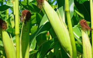 玉龍一號玉米品種的特性，高抗莖腐病(3.7%hr)