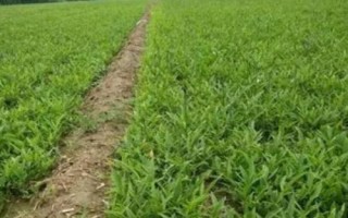 半夏的種植技術(shù)，可用塊莖、珠芽和種子繁殖