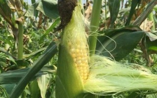 榮育868玉米種簡介，4月下旬至5月上旬播種