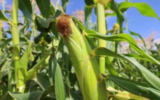 盛新216玉米種子簡(jiǎn)介，早熟品種