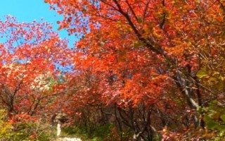 什么是黃櫨，常被當(dāng)作觀賞植物