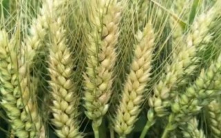 永優(yōu)麥628小麥種子特點，適宜播種期10月上中旬