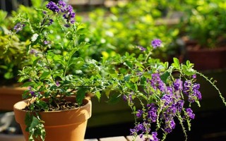 蕾絲金露花冬季耐寒溫度，可以忍耐零下4℃的低溫