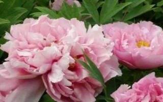 牡丹花的花語及象征意義，有富貴吉祥之意