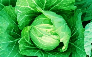 越冬包菜的播種和成熟時(shí)間，通常在12月份的時(shí)候播種