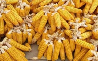 嘉玉368玉米品種的特性，適宜密度為每畝5000株左右