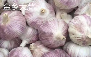 山東省金鄉(xiāng)縣的特產(chǎn)，胡集白梨瓜走俏全國(guó)
